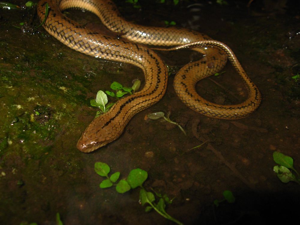 p>黑斑水蛇,游蛇科水蛇属物种,体中等大小,较粗壮,尾短.