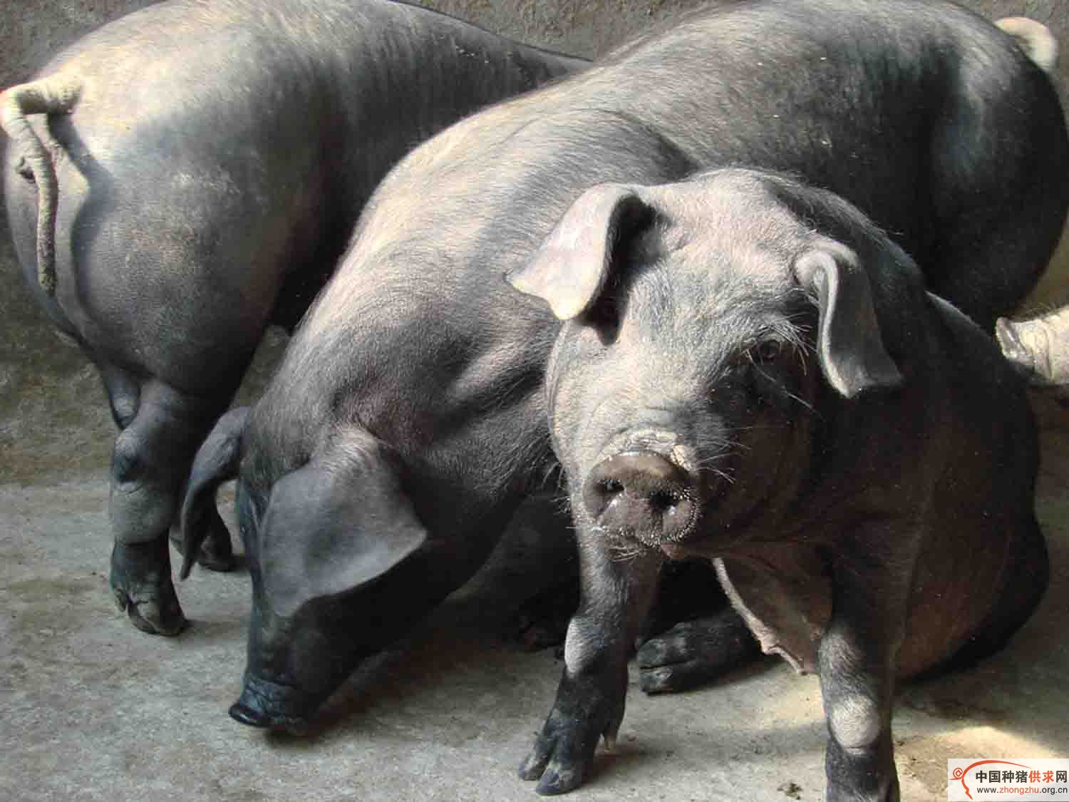 白猪为脂肉兼用型,现主要分布于 a target="_blank" href="/item/广东