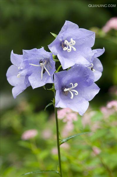 风铃草是一年生还是多年生(垂吊风铃草是一年生还是多年生) - 123植物