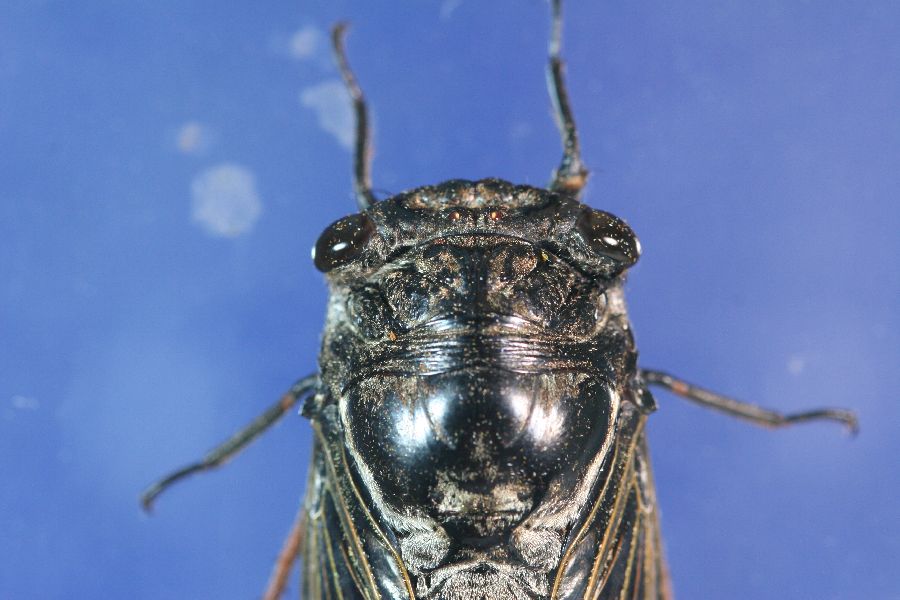 cryptotympana takasagona