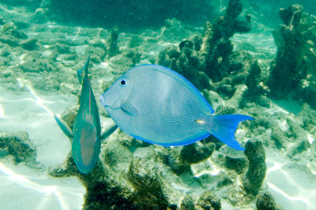  p>蓝刺尾鱼(学名:acanthurus coeruleus).此鱼体呈卵圆形.