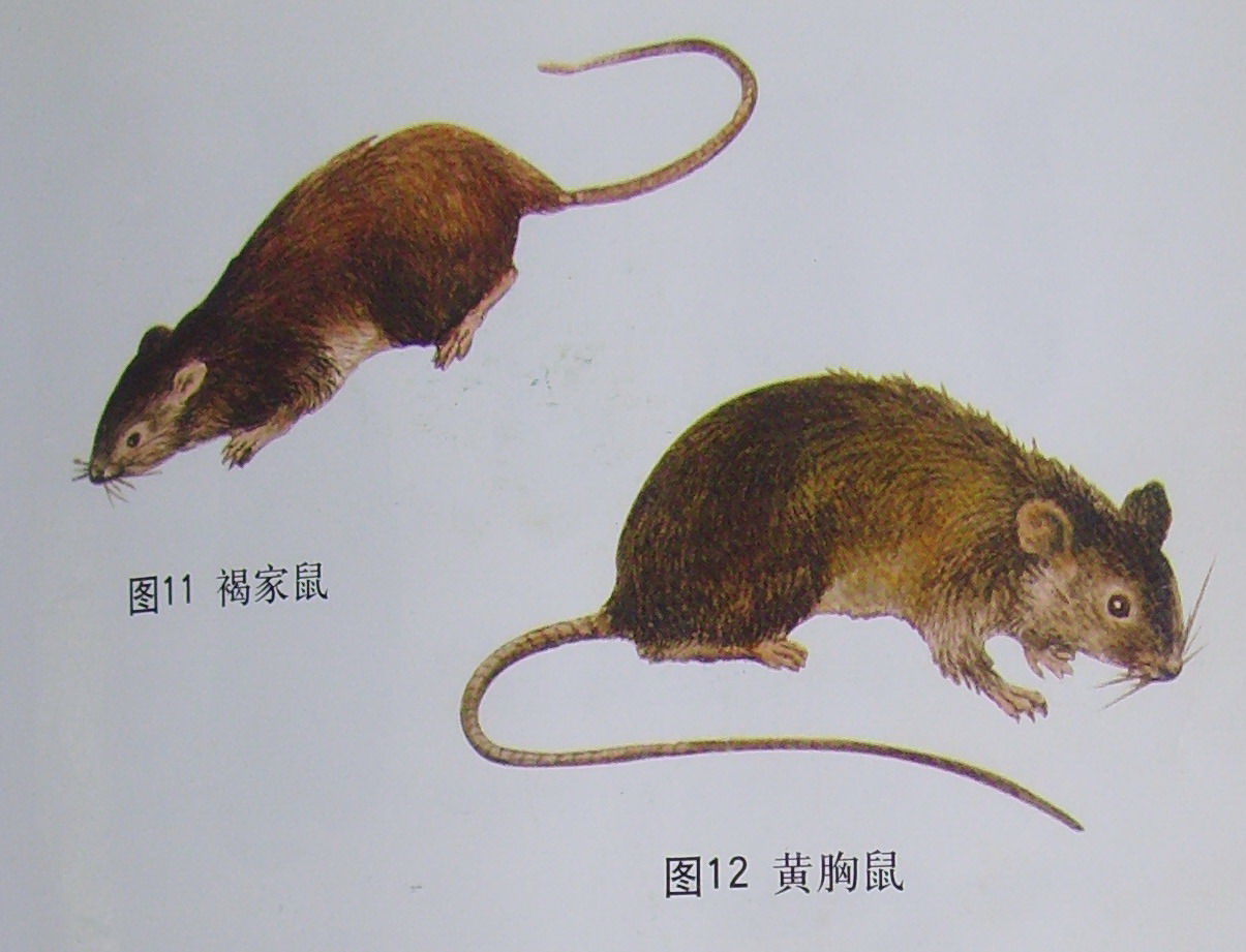 rattus norvegicus