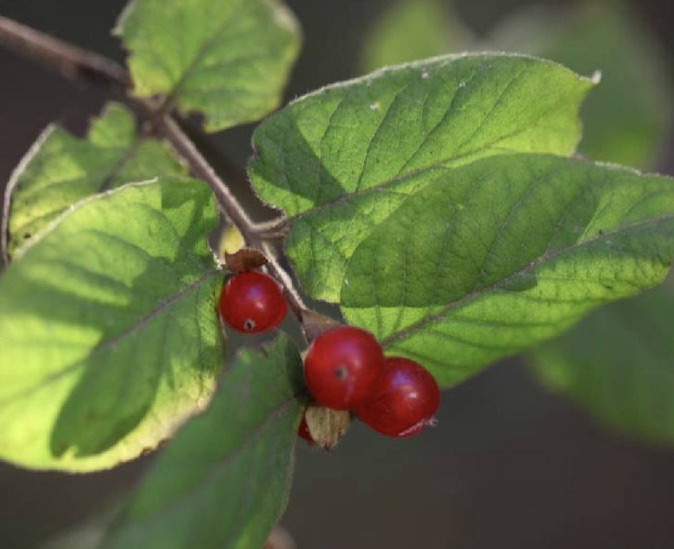  p>葱皮忍冬(学名: i>lonicera ferdinandii /i> franch.