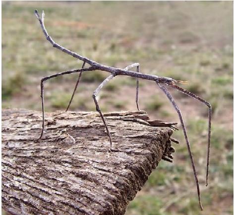  p>竹节虫,竹节鞭,属 a target="_blank" href="/item/有翅亚纲