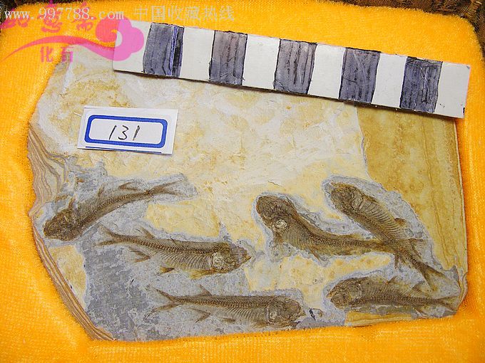  /a>可能出现于晚 a href="#" data-lemmaid="5338570">寒武世 /a>,而