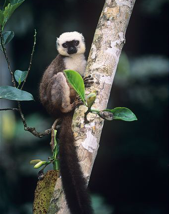  p>白头美狐猴(学名: i>eulemur albifrons /i>):是一种中等体型的 a