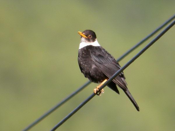  p>白颈鸫(学名: i>turdus albocinctus /i>)是鸫科,鸫属的中型鸟类