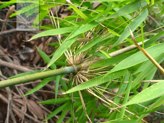  p> b>苗竹仔 /b>(学名: b> i>schizostachyum dumetorum /i> /b>)为 