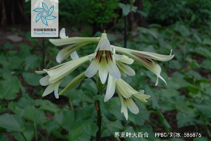 cardiocrinum cathayanum (wils.) stearn