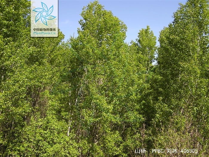  p>山杨(学名: i>populus davidiana  /i>dode )是 a href="#">杨柳科