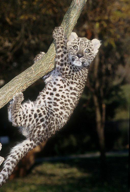  p>波斯豹(学名:panthera pardus saxicolor)是众多豹亚种中体形最大