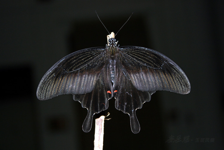  p>玉斑凤蝶 i>papilio helenus /i> (linnaeus, 1758)别名白纹凤蝶