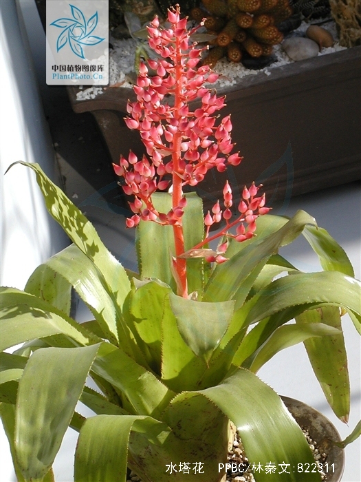 billbergia pyramidalis