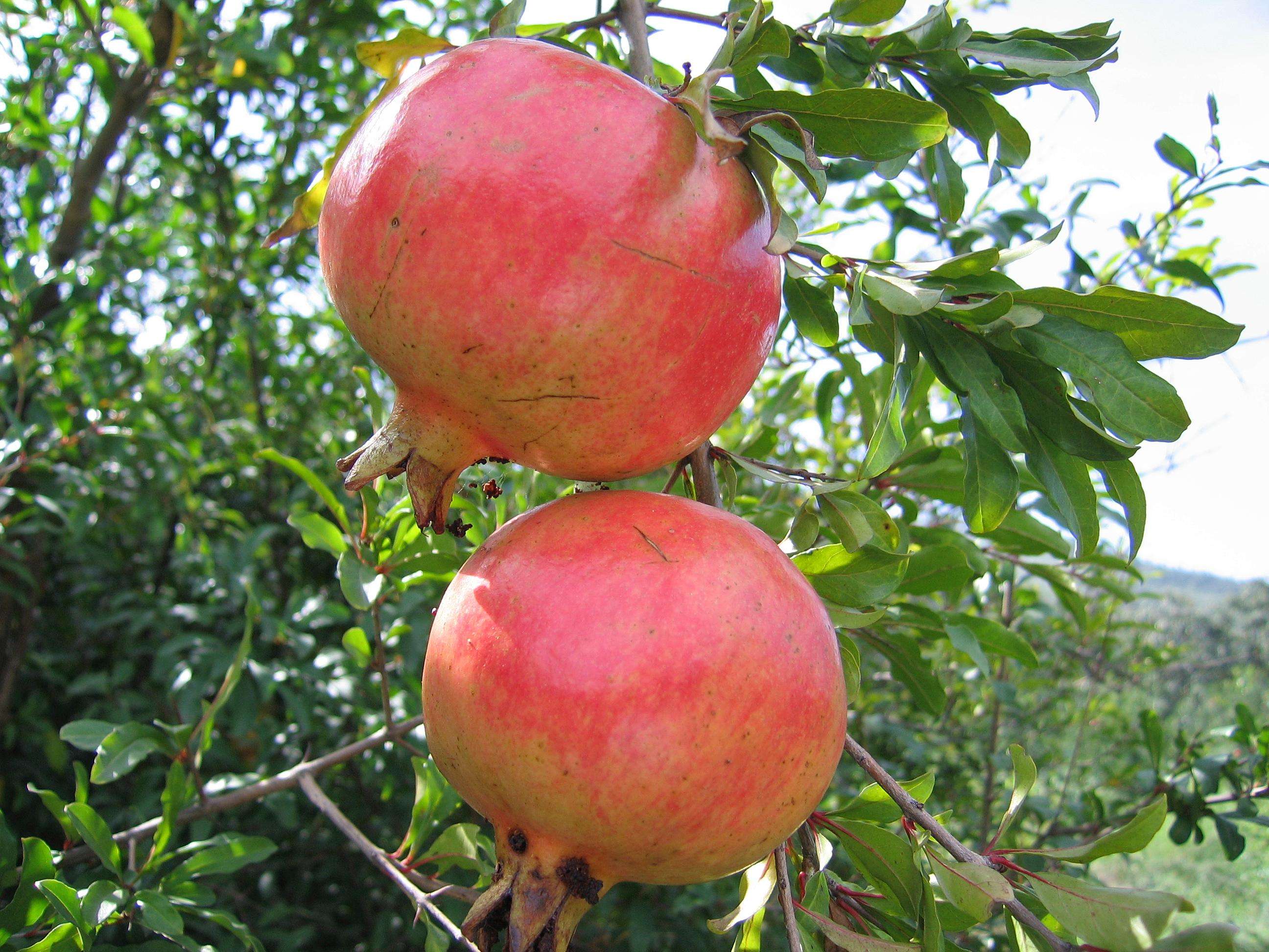  p>皮亚勒玛甜石榴,新疆 a target="_blank" href="/item/皮山县