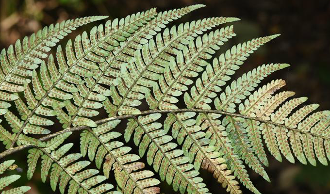  p>太平鳞毛蕨是鳞毛蕨科 a href="#" data-lemmaid="2864823">鳞毛蕨