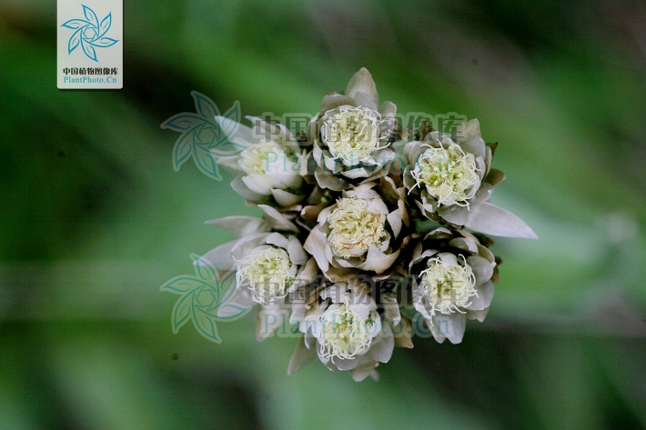 anaphalis flavescens