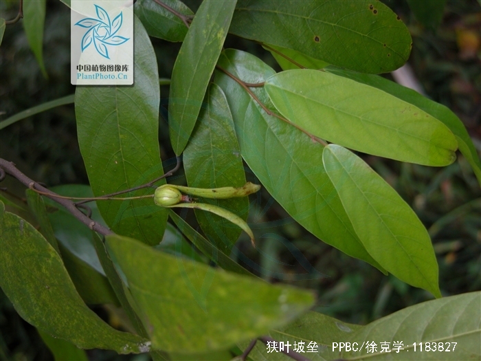  p>狭叶坡垒(学名: i>hopea chinensis /i> hand.-mazz.
