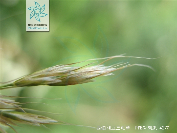 trisetum sibiricum rupr