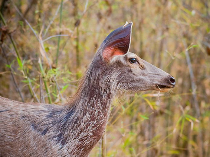  p>水鹿(学名: i>rusa unicolor /i>)体型粗壮接近 a target="_blank"