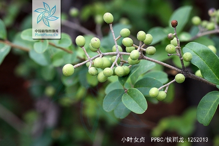  p>小叶女贞(学名: i>ligustrum quihoui /i> carr.