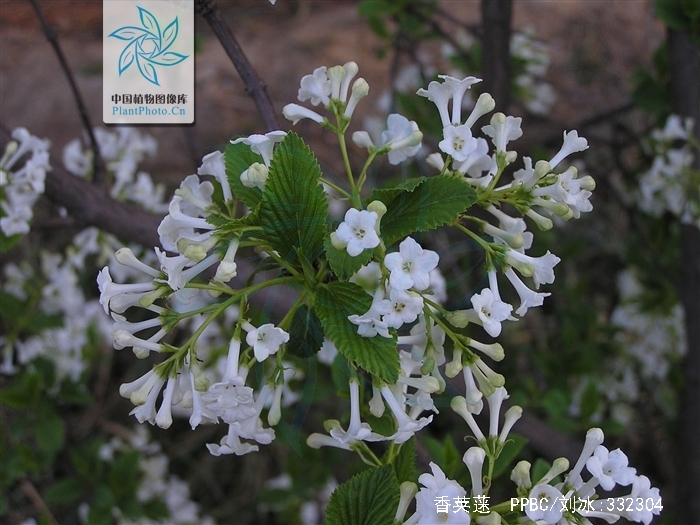  p>香荚蒾(学名: i>viburnum farreri /i> w. t.