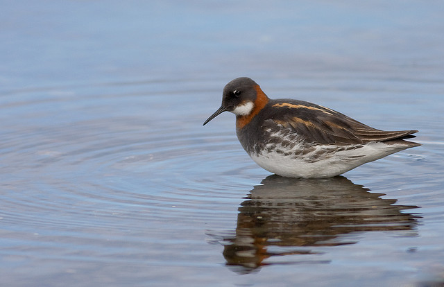  /a>, a href="#" data-lemmaid="16615978">瓣蹼鹬属 /a>的小型水禽