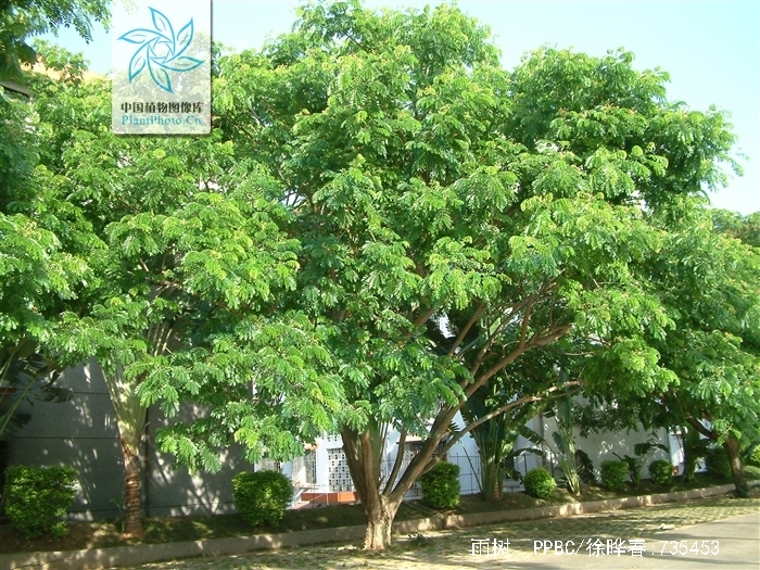 是豆科雨树属植物,无刺大乔木;树冠极广展,干高10-25米,分枝甚低;总