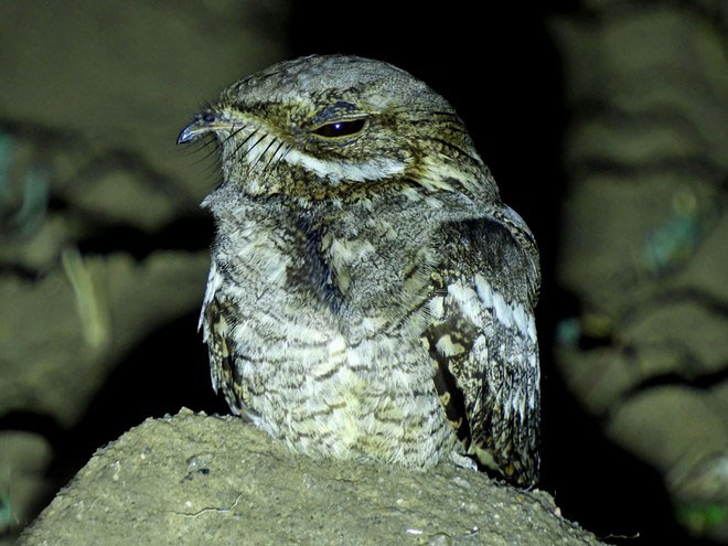  p>欧夜鹰(学名: i>caprimulgus europaeus /i>):体重75-100克,体长26