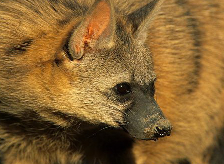  p>土狼(学名: i>proteles cristatus /i>):体长约80厘米,肩部高而