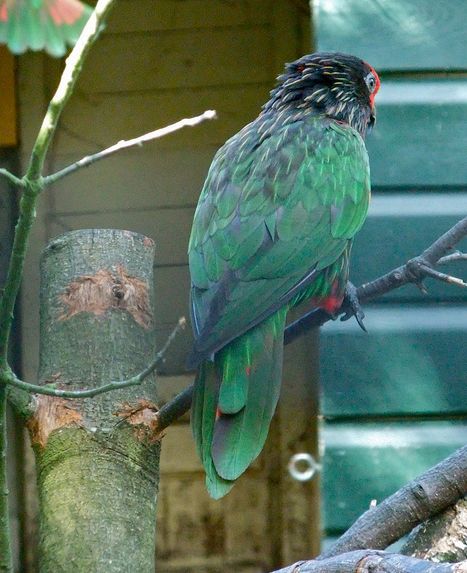  p>黄纹绿吸蜜鹦鹉(学名: i>chalcopsitta sintillata /i>)羽色鲜艳