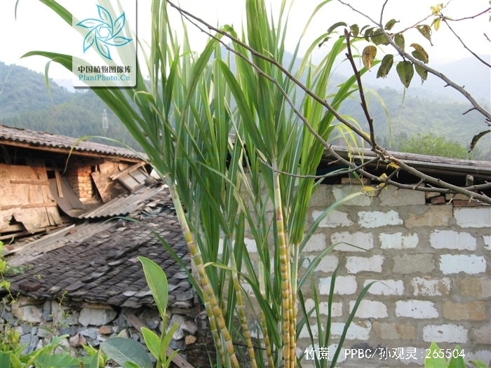  p>竹蔗(学名: i>saccharum sinense  /i>roxb.) 是禾本科甘蔗属植物.