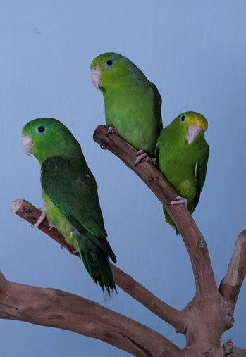  p>太平洋鹦哥(学名: i>forpus coelestis /i>)是一种小鹦鹉,体羽主要