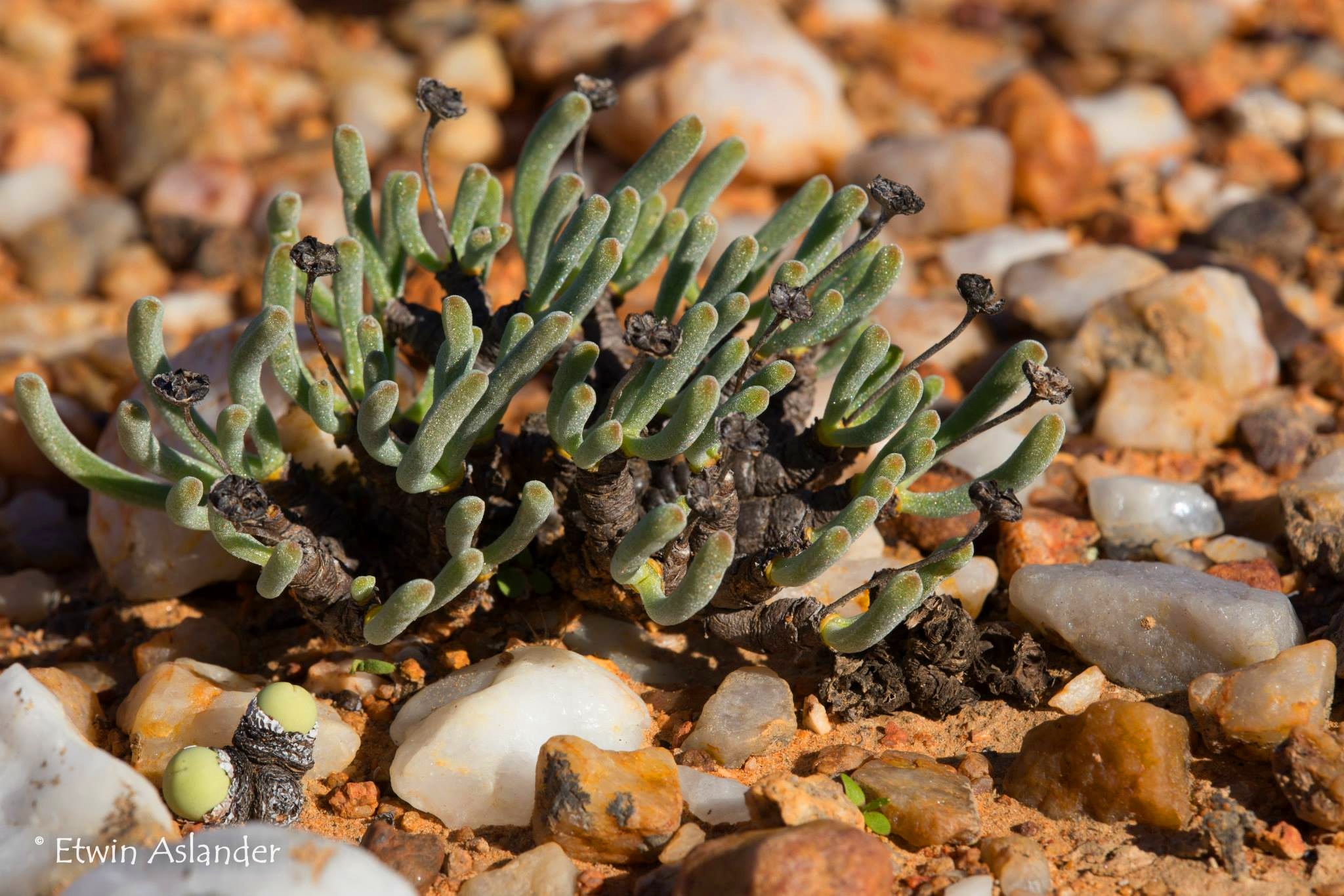  p>番杏科(学名:aizoaceae)是石竹目下的一个科,一年生或多年生草本或