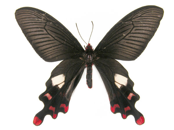  p>大红纹凤蝶.展翅宽80～90mm.