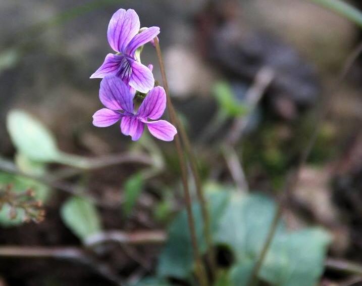  p>辽宁堇菜(学名: i>viola rossii /i>)是堇菜科堇菜属的植物.