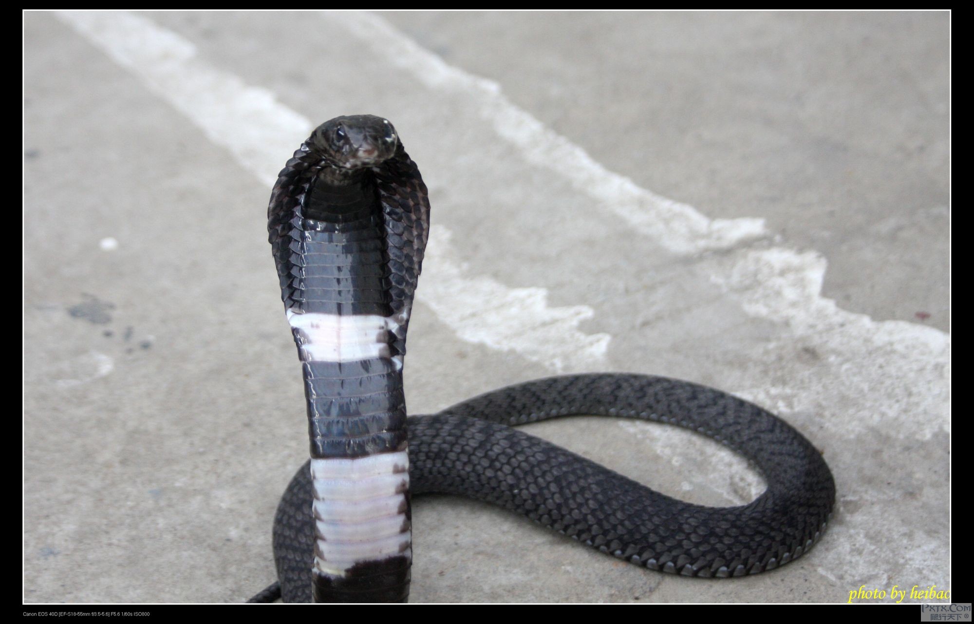  p>唾蛇(学名:hemachatus haemachatus)是蛇亚目眼镜蛇科下一个有毒的