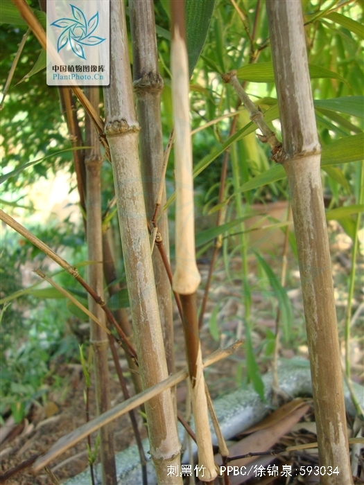  p>刺黑竹(学名: i>chimonobambusa neopurpurea /i> yi )是禾本科,寒