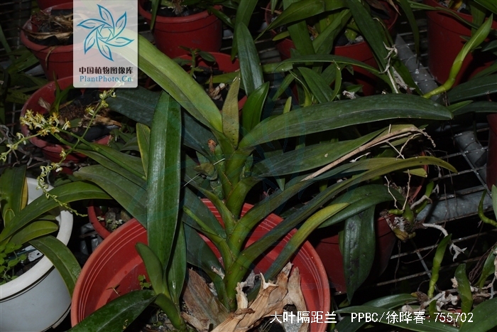  p>大叶隔距兰(学名: i>cleisostoma racemiferum /i> (lindl.