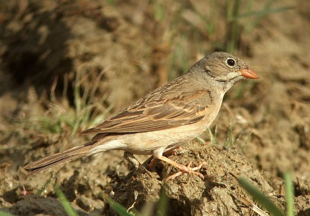  p>灰颈鹀(学名: i>emberiza buchanani /i>):体重19-22克,体长147