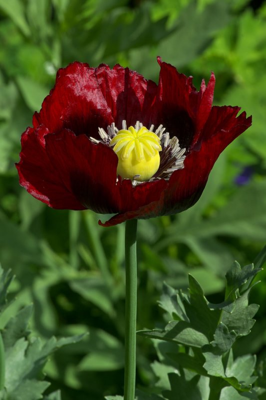  p>鸦片罂粟(学名: i> i>papaver somniferum  /i> /i>subsp.