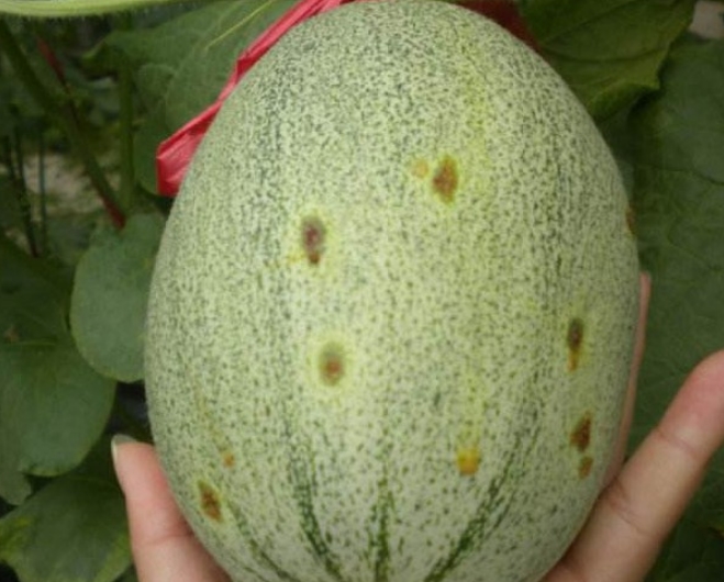哈密瓜细菌性果斑病
