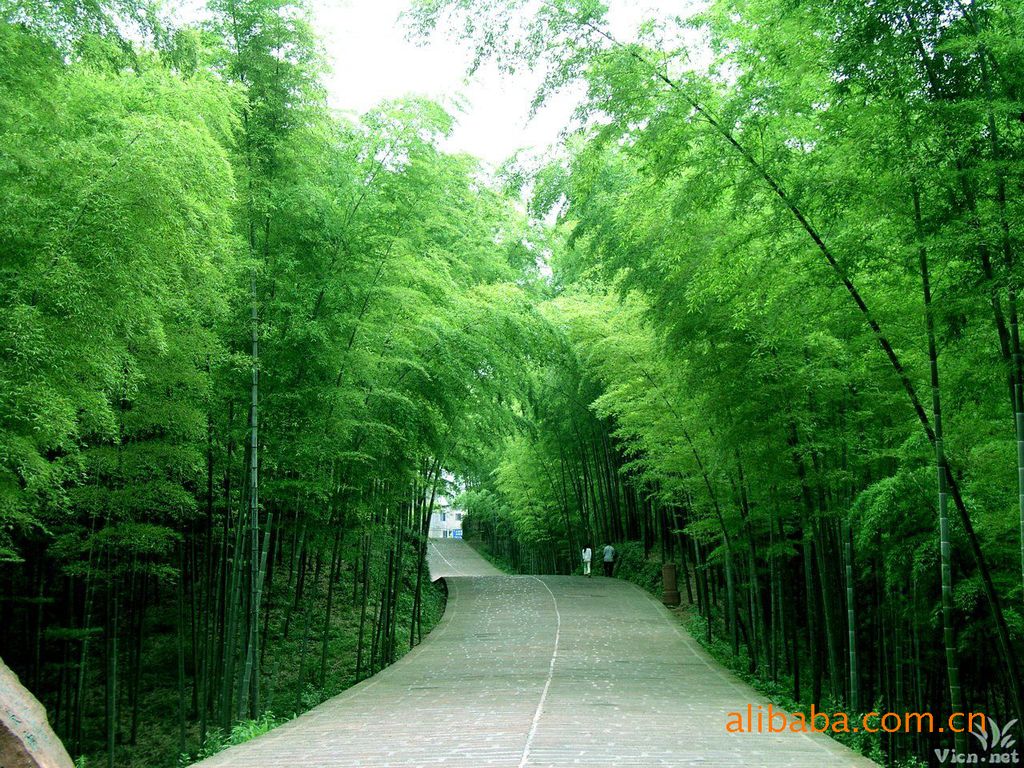  p>小琴丝竹(学名: i>bambusa multiplex /i> (lour.) raeusch.