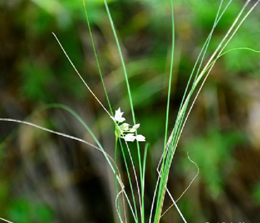  p>细叶韭(学名: i>allium tenuissimum /i> l.