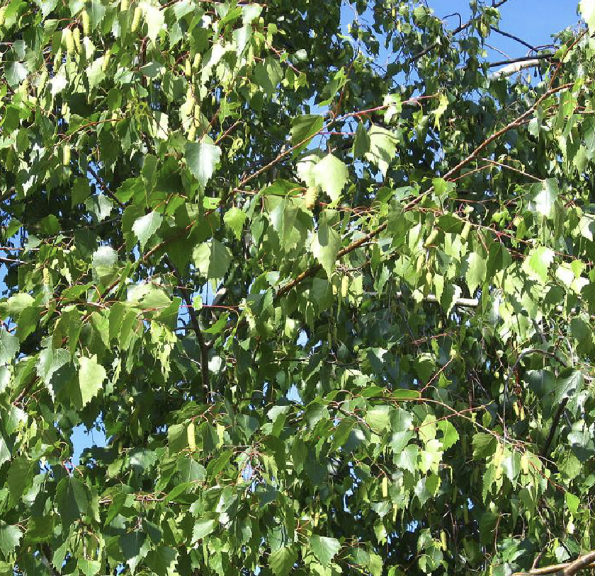 betula pendula roth