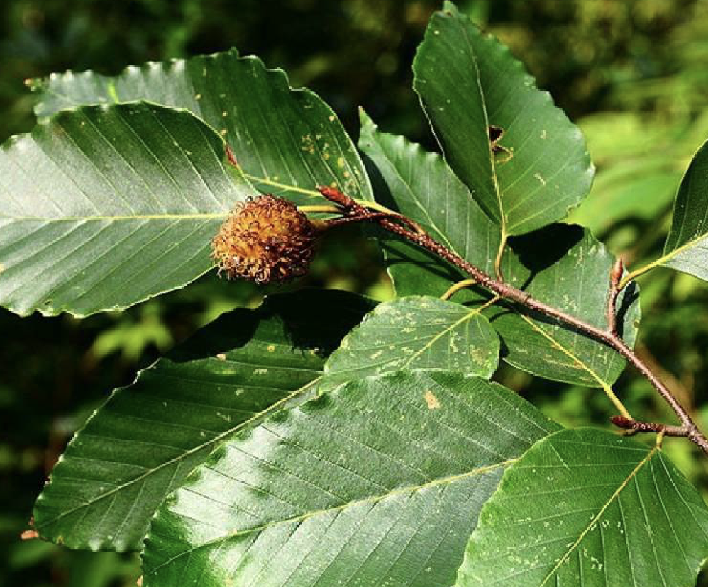  p>水青冈(学名: i>fagus longipetiolata  /i>seem.