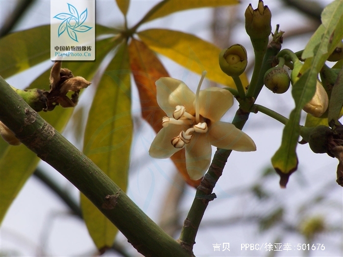  p>吉贝(学名 i>:ceiba pentandra /i> (l.) gaertn.