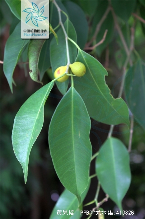  p>黄果榕(学名:ficus benguetensis merr.