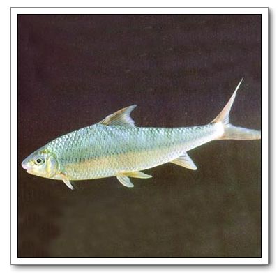  p>白甲鱼是一种鲤科,白甲鱼属类生物,又称瓜溜