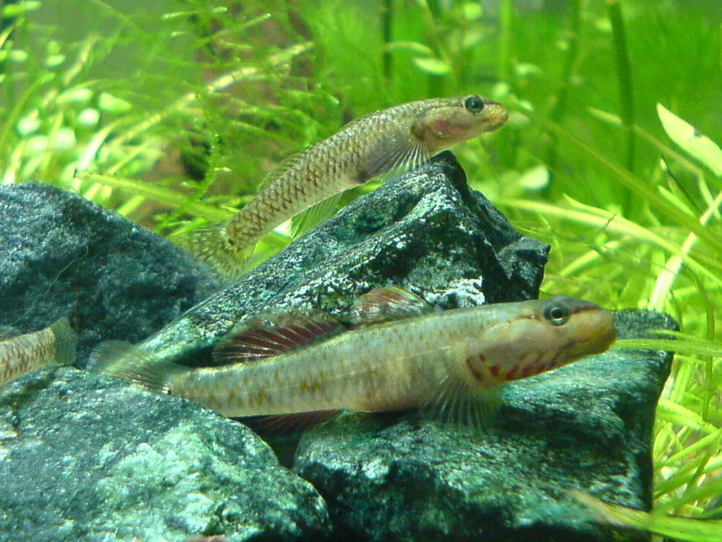  p>溪吻鰕虎鱼(学名: i>rhinogobius duospilus /i>),为 a>鰕虎鱼科 