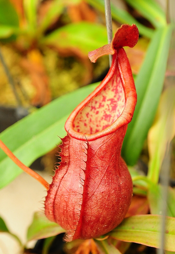  p>高棉猪笼草是由克洛维斯(clovis thorel)在1862年至1866年间在ti